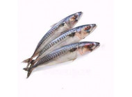 Скумбрія морожена
